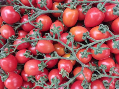 Foto Pomodoro Pixel Origine Italia Marchio Gentile 2